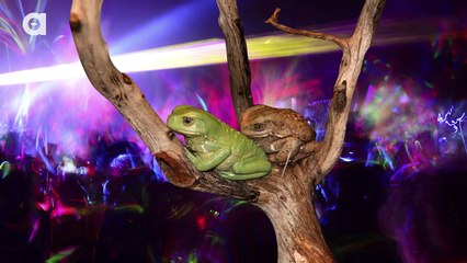 5 Animals That Are Better Than Doctors