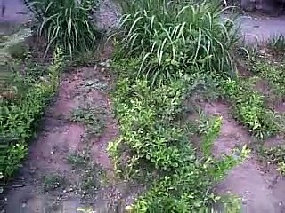 BIBIT JERUK PURUT 2.250/BATANG 081282097501