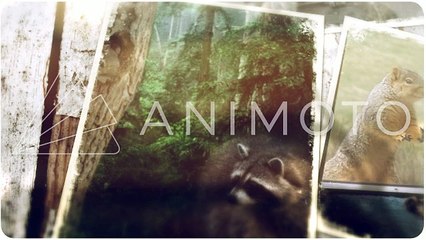 Wildlife Control in Toronto by Tarzan Wild Life