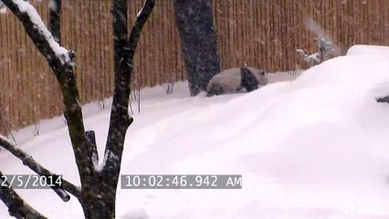 Grosse chute d'un Panda dans la neige (Zoo de Toronto)