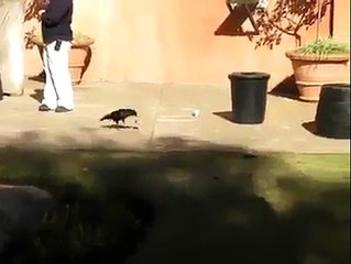 This Crow Is More Intelligent And Educated Than Many Humans Around