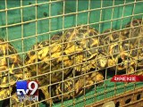 Ahmedabad - 119 turtles seized, 3 arrested - Tv9 Gujarati