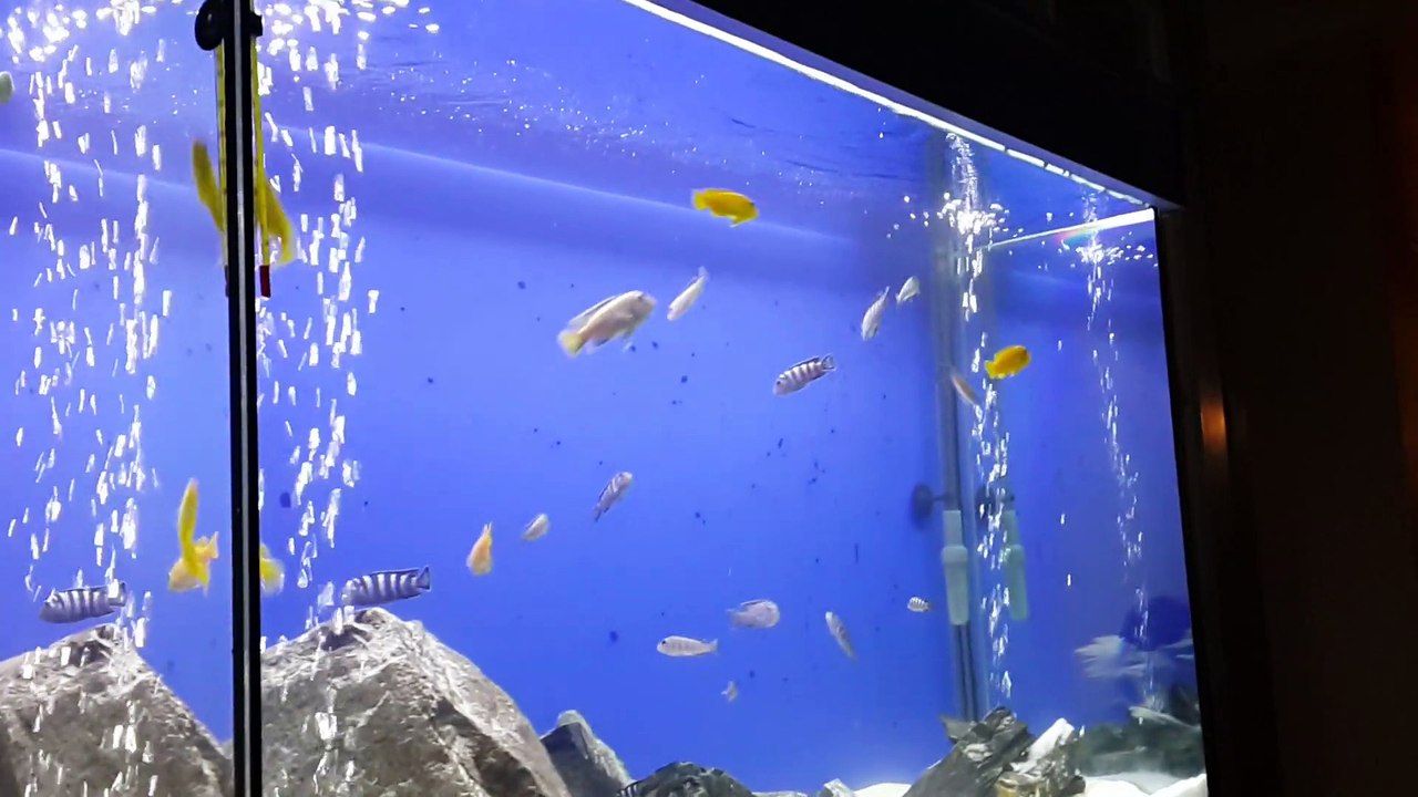 Pseudotropheus Demasoni by Daywalker