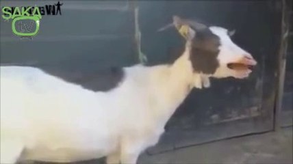 Keçilerin Gülmekten Şoka Sokan Sesleri