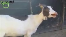 Keçilerin Gülmekten Şoka Sokan Sesleri