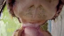 Un Crocodile bouffe une GoPro
