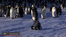 Cleverly Disguised Baby Penguin Robot Interacts With Emperor Penguin Colony