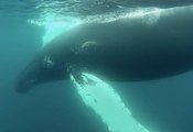 GoPro: Snorkeling With Humpback Whales