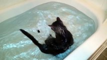 Les chats détestent l'eau sauf celui-ci ...