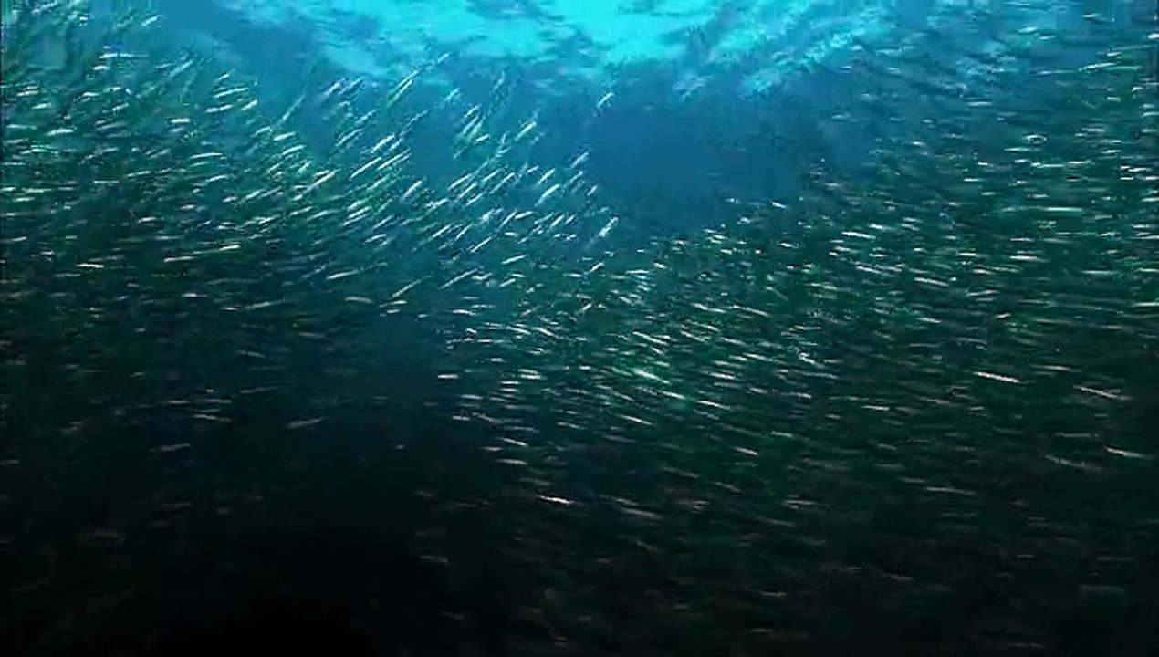 Grandes Espectaculos de la Naturaleza. 4 La gran marea