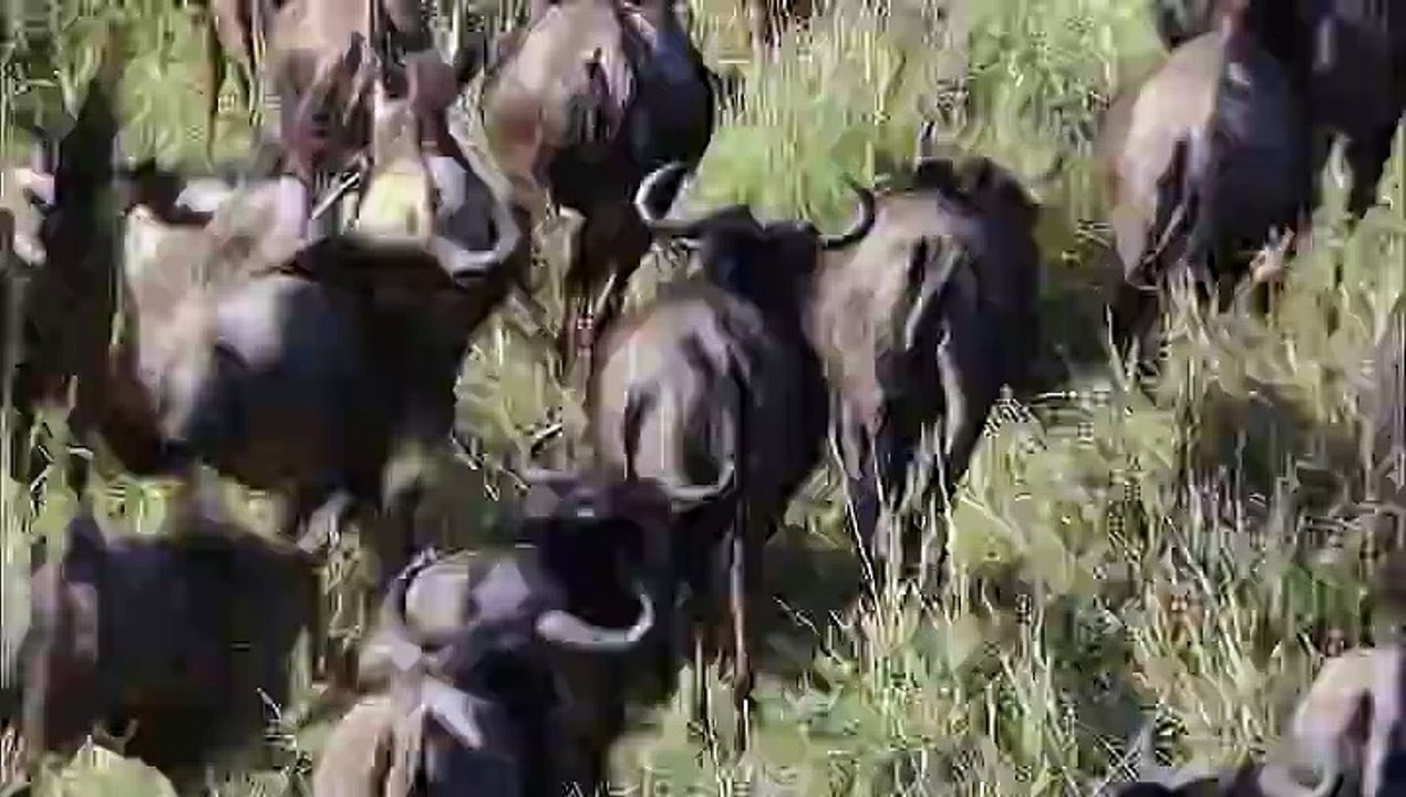 Grandes Espectaculos de la Naturaleza. 3 La gran migracion