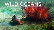 Wild Oceans: Hermit crabs, camouflaged critters & an urchin-crab duo