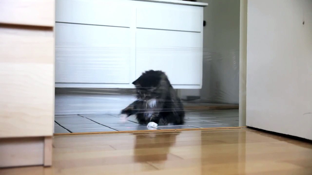 Ce gars troll son chat avec un pointeur laser et du film transparent !