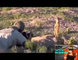 Daily D10 Hot videos updates Funny Videos ,Funny,Pranks , Amazing And Funny Meerkats! BY HOT VIDZ 9