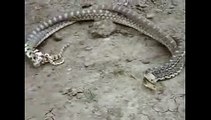 Snakes cute animals mating