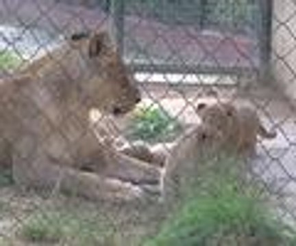 Aslan yavrularına isim aranıyor