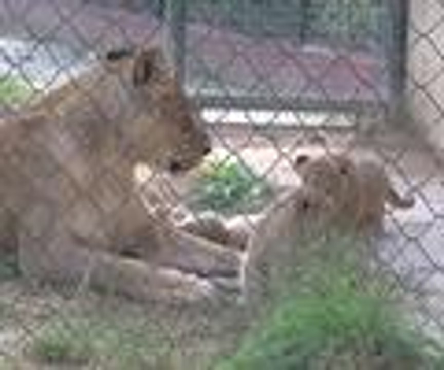 Aslan yavrularına isim aranıyor