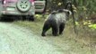 Amazing Footage of Grizzly Bear Reveals Story of Viral Photo