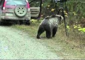 Amazing Footage of Grizzly Bear Reveals Story of Viral Photo