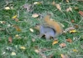 Nutty Squirrel Flips in Joy