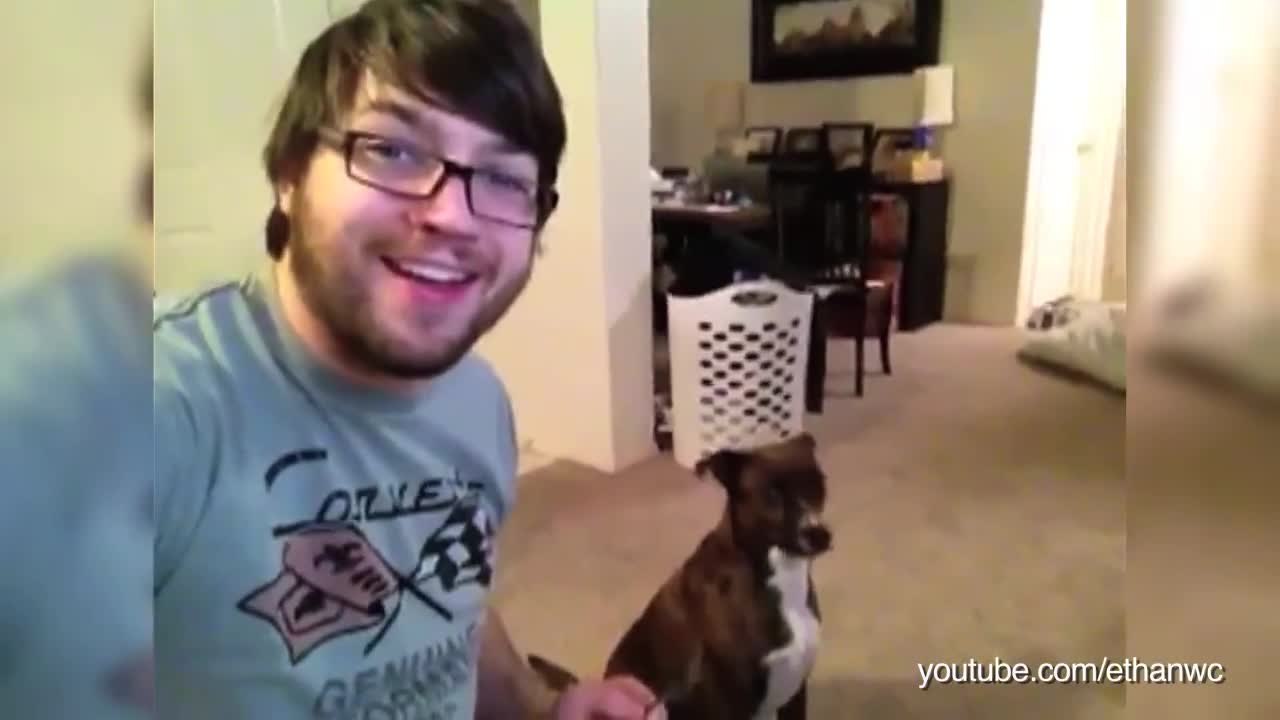 Chiens fuient le regard de son maître (Compilation)