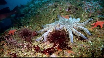 Wonderful Co  The Depth Of Ocean