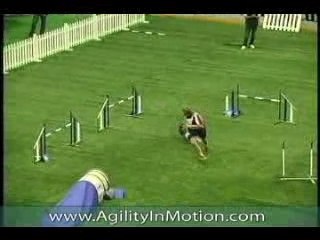agility vice champion du monde 2006
