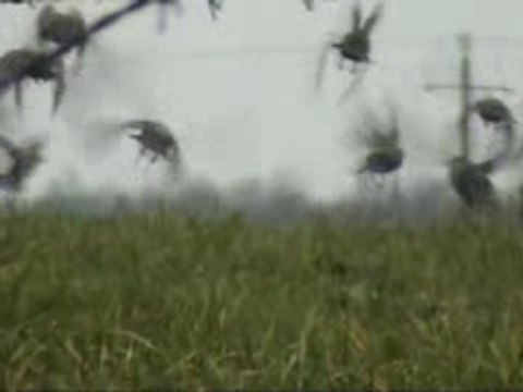 étourneau sansonnet