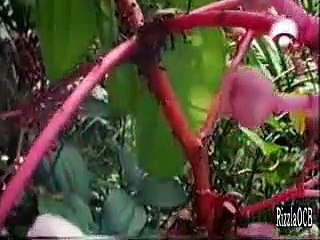 Formigas, pulgóns, superorganismo, formigueiro