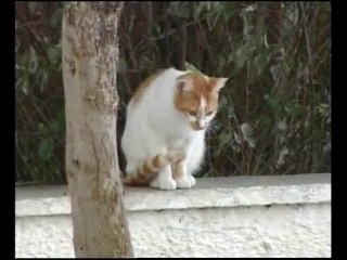 70 γάτες διχάζουν φιλόζωους, κατοίκους και δημοτική αρχή