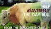 'Simpsons' Creator Helps Save Gay Bull From Slaughter
