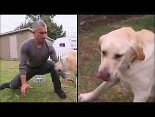 Cesar Millan strikes again