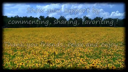 ► Birds Singing over Field of Black Eyed Susans