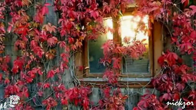 Yedi Karanfil - İçimizden Biri