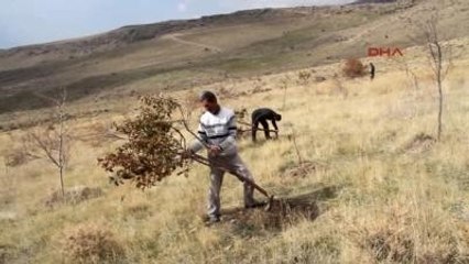 Muradiye'de 600 Meyve Ağacını Bir Gecede Kestiler