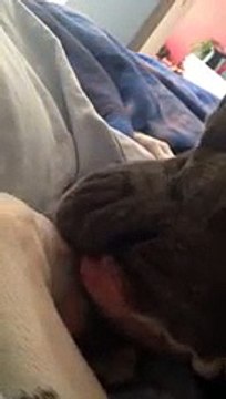 1 Daily D10 Hot videos updates HOW DOG DOES MANICURE BY HIMSELF BY1 Hot Fresh videos