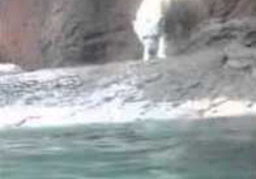 Playing Cat and Mouse With a Polar Bear