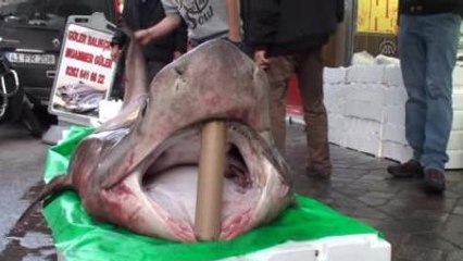 Hamsi İçin Attıkları Ağa Köpek Balığı Takıldı