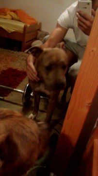 Dog whining in front of the mirror