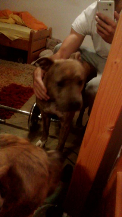 Dog whining in front of the mirror