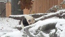 Un panda géant ravi de voir la neige pour la première fois