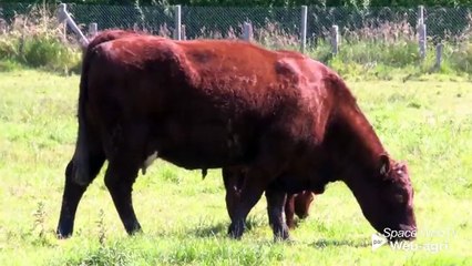 Allongement du pâturage - Patrice Pierre (Idele)