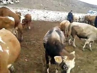 Kars Hayvan Pazarı - Kars Hayvan Satışı ( 0536 920 57 72 )