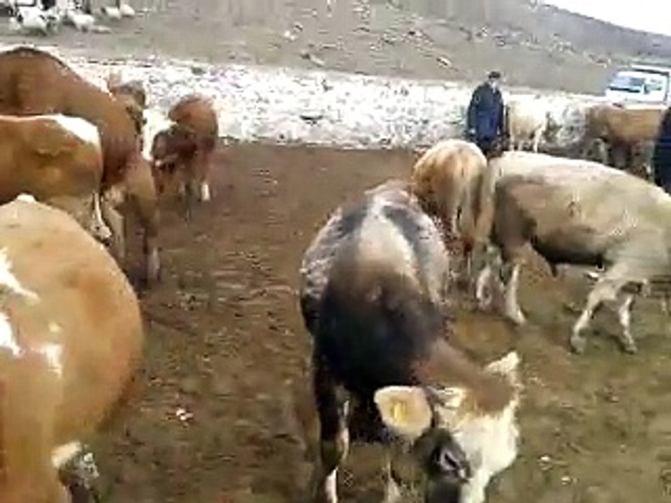 Kars Hayvan Pazarı - Kars Hayvan Satışı ( 0536 920 57 72 )