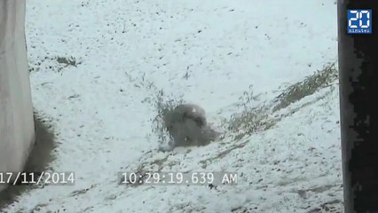 Un panda invente le «toboggan-panda»