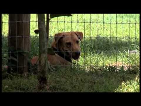 Designing Spaces Adopts a Shelter Special Edition