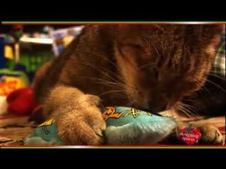 What every Pet Owner should know about responsibility and Pet Reward
