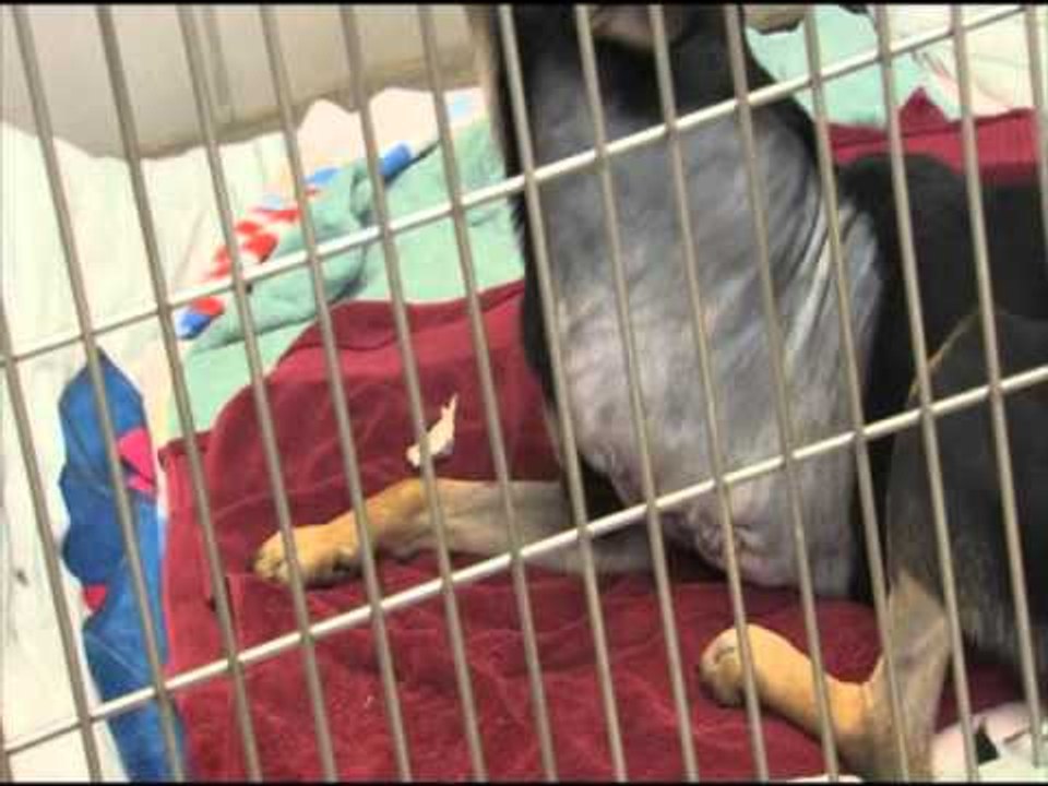 Health Needs for Your New Furever Friend