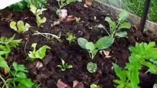 Food 4 Wealth Review Food 4 Wealth - Easy Vegetable Garden Ideas For Growing Your Own Food