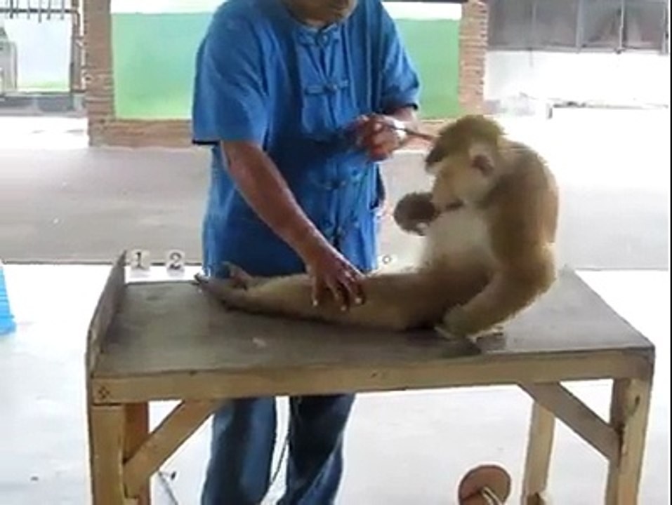 funny monkey taking exercise video clips.funny video.